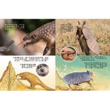 (絕版品)【新小牛頓 NEWTON KIDS雜誌】2019年10月號~2020年7月號（共10本）